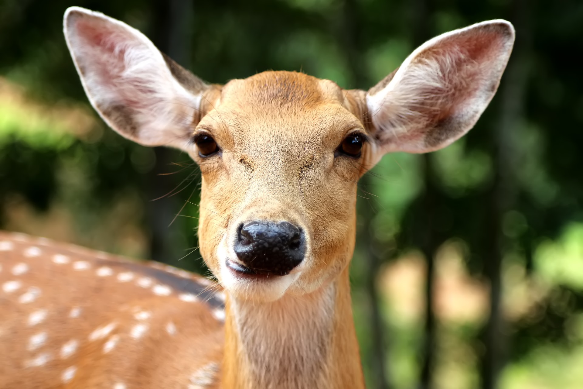 Portrait of a deer